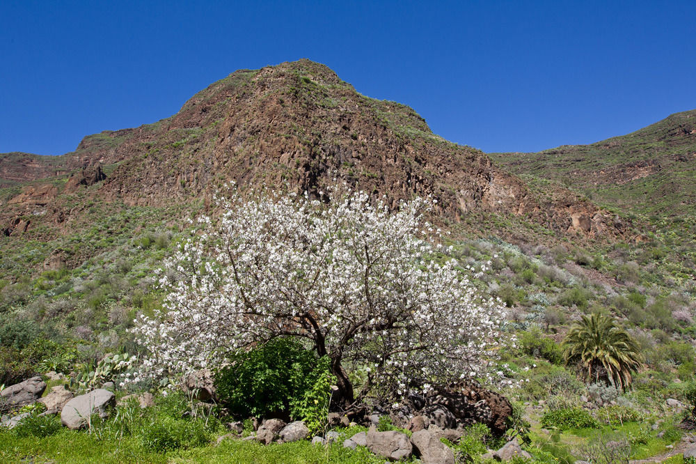 إيخينيو Casas Rurales De Guayadeque المظهر الخارجي الصورة